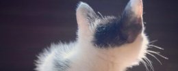 用猫咪头像有什么说法吗 微信头像不能用猫是什么说法