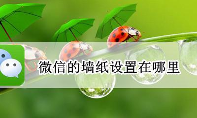 微信壁纸怎么设置? 微信的墙纸设置在哪里