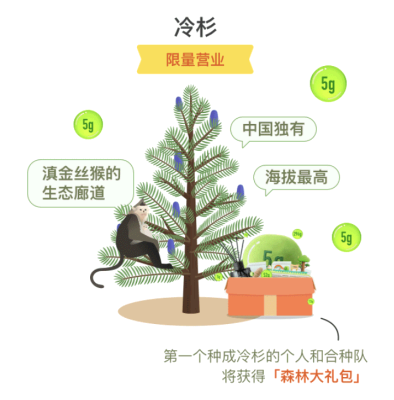 蚂蚁森林冷杉最强种树人活动规则 蚂蚁森林冷杉有多少颗?
