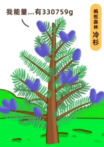 蚂蚁森林冷杉有多少颗?