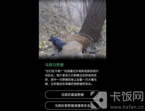 蚂蚁森林保护地巡护答案