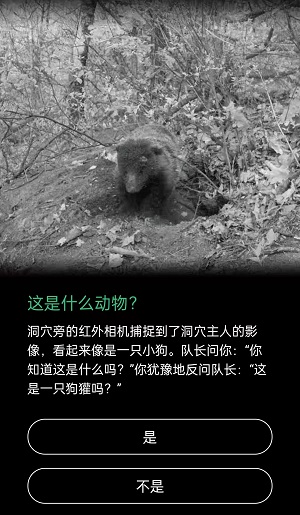 这是什么动物 白白的肚皮大大的尾巴这是什么动物