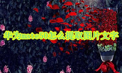 华为mate50怎么提取图片文字 华为mate50怎么从图片中提取文字