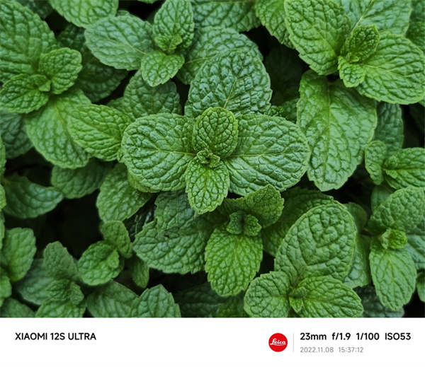 小米12S Ultra和小米11 Ultra拍照对比