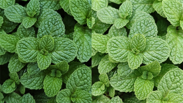 小米12S Ultra和小米11 Ultra拍照对比