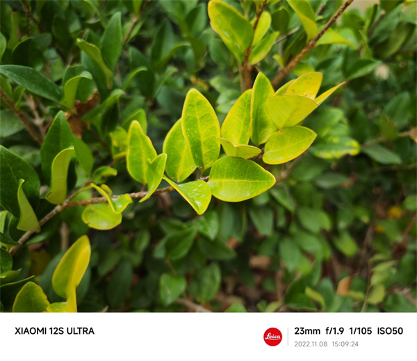 小米12S Ultra和小米11 Ultra拍照对比