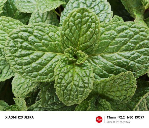小米12S Ultra和小米11 Ultra拍照对比