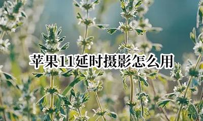 苹果11延时摄影怎么用 iphone11延时摄影怎么用