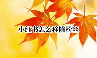 小红书怎么移除粉丝 小红书移除粉丝怎么操作