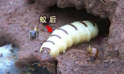 蚂蚁的种类有哪些 关于蚂蚁的简单知识
