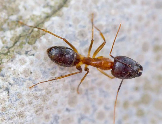蚂蚁的种类有哪些