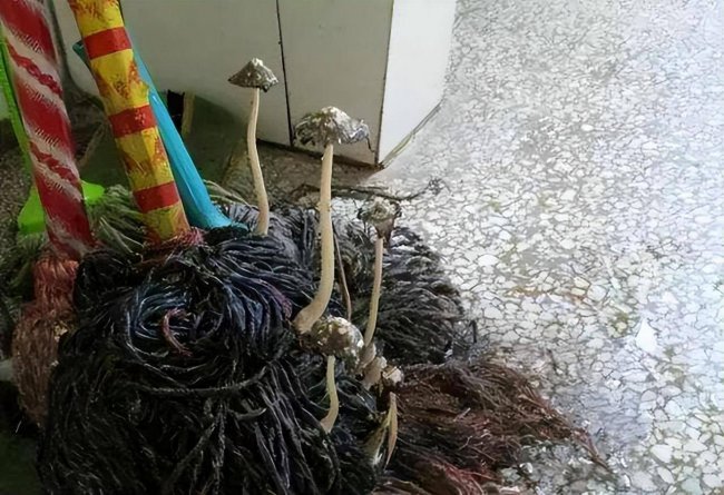 拖把哪种好用又干净
