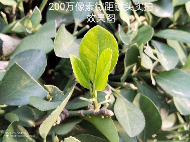 荣耀x30i属于什么档次的手机
