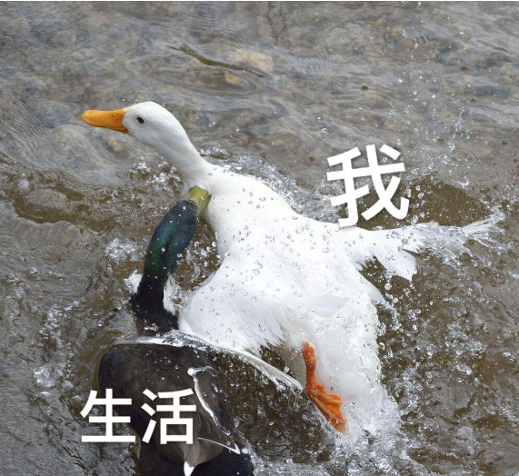 华为w1手表功能有哪些