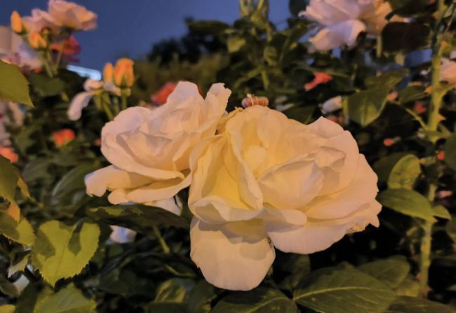 note10pro和note11tpro+区别对比