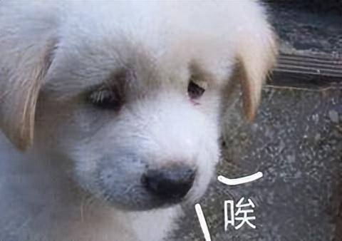 军用三防手机推荐哪款