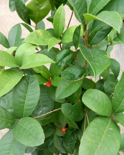 魅蓝note2游戏性能