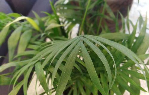 华为畅享8尺寸是多少