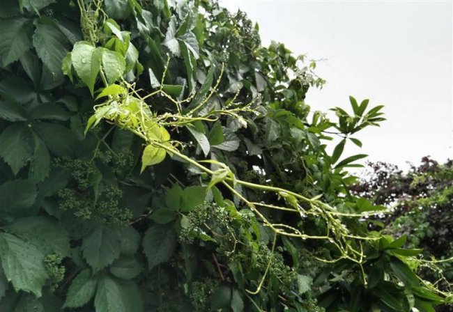荣耀畅玩30用着怎么样