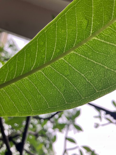 苹果se3手机怎么样