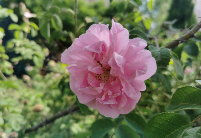 荣耀x10屏幕总成哪个牌子好