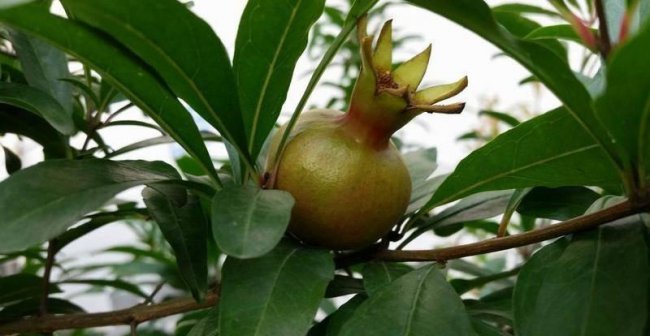 三星s5耳机是什么型号的