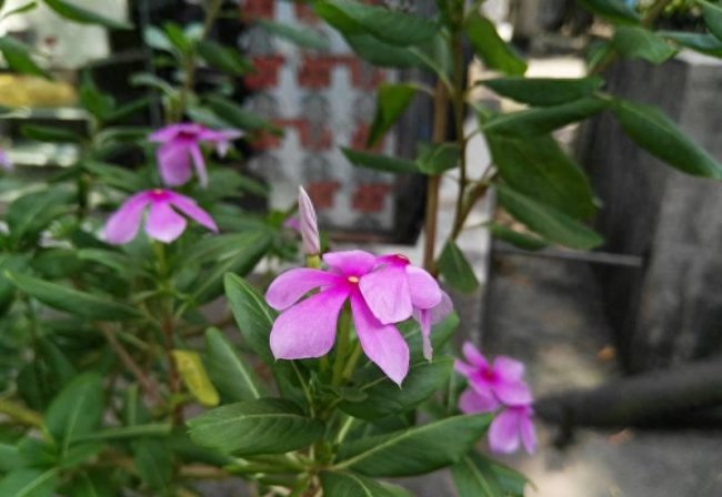 华为麦芒4充电功率多大