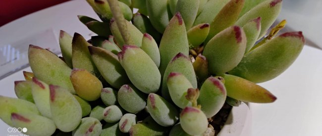 联想z6pro屏幕刷新率是多少