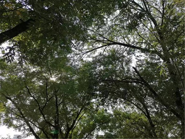 华为畅享10plus摄像头黑屏怎么回事