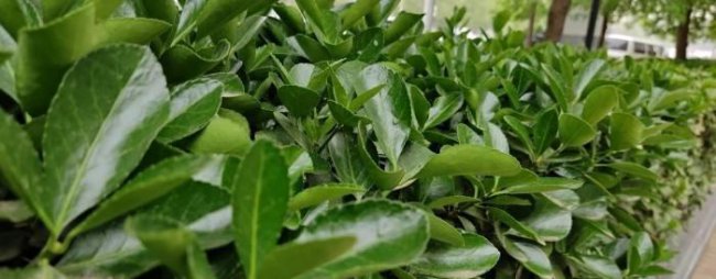 联想z6pro拍照排名