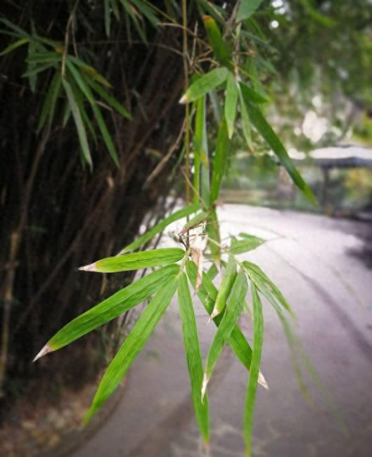 mate8参数和目前哪款手机参数