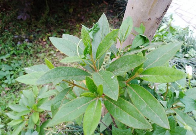 华为畅享7plus玩游戏怎么样