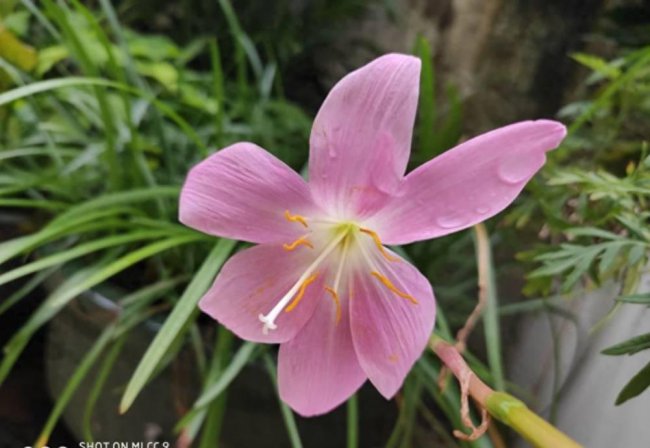 小米cc9支持内存卡吗
