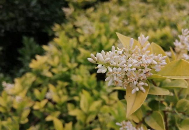 畅享50参数与畅玩20的区别有什么
