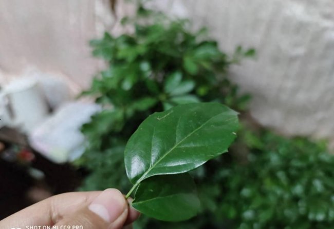 小米cc9pro拍月亮效果