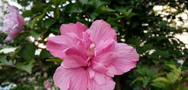 红米note增强版电池型号怎么看