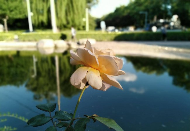 华为honor8xmax是什么型号