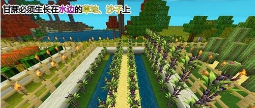 迷你世界可可豆怎么得到的
