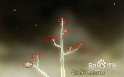 植物精灵攻略图文 分享植物精灵图鉴大全