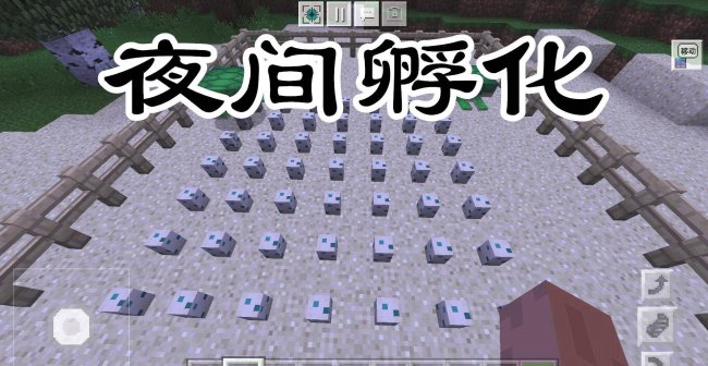 我的世界海龟蛋怎么孵化出来