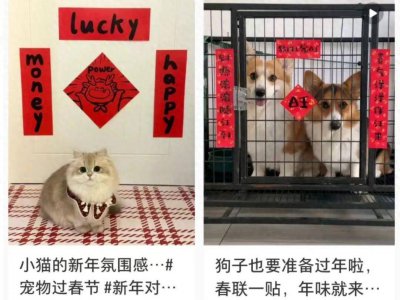 身价上万的宠物年前被扔到街上 背后原因不可思议！