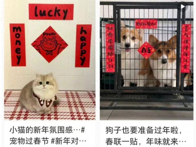 身价上万的宠物年前被扔到街上,背后原因不可思议!