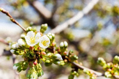 春天的诗句大全 分享春天最有名的十首诗