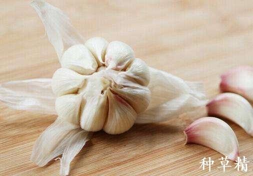 小米生虫子处理小妙招