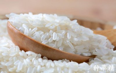 小米生虫子处理小妙招 五大处理米虫小技巧
