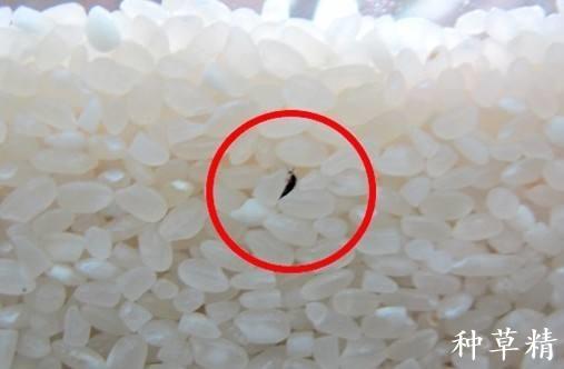 小米生虫子处理小妙招