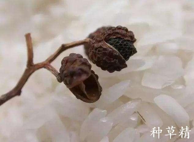 小米生虫子处理小妙招