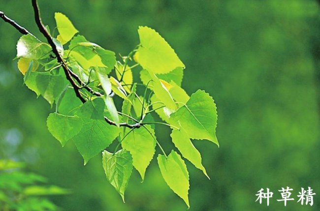 小米生虫子处理小妙招