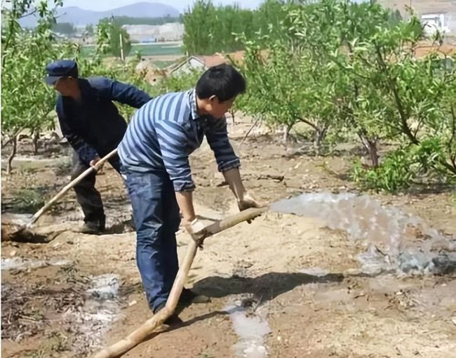 苹果的开花期在几月份