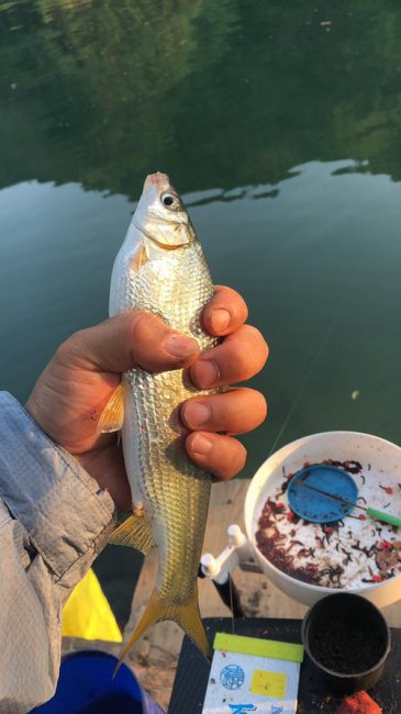 钓黄尾鲴的最佳饵料测评